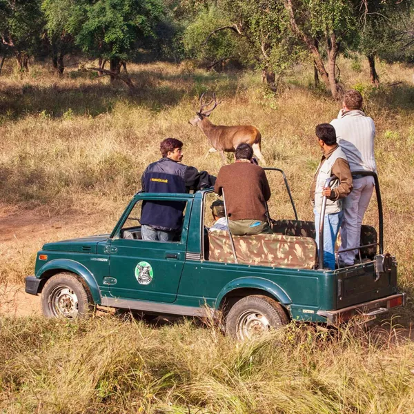 Sariska wildlife safari day trip from Jaipur